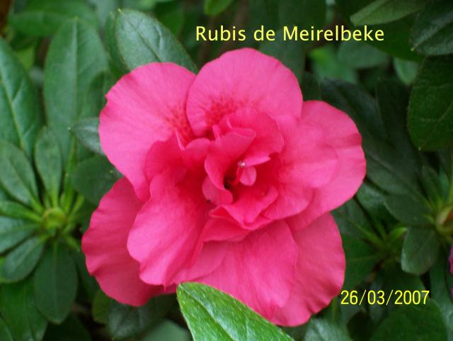 Rubis de Meirelbeke